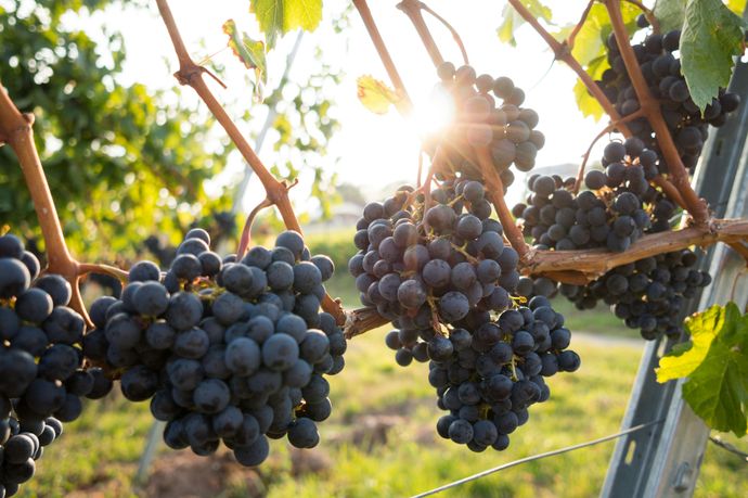 Clusters of ripe purple grapes hanging on vines, with sunlight filtering through leaves in a vineyard.