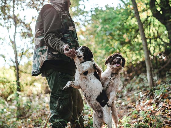 Person in camouflage clothing with two playful dogs in a leafy forest on a sunny day.