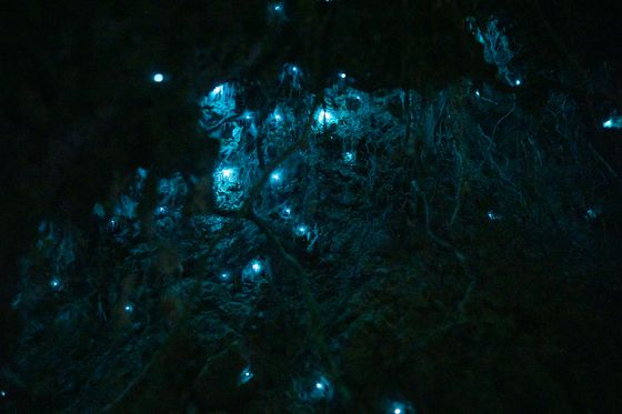 A dark cave ceiling illuminated by numerous small, glowing blue lights resembling stars, creating a mystical and serene atmosphere.