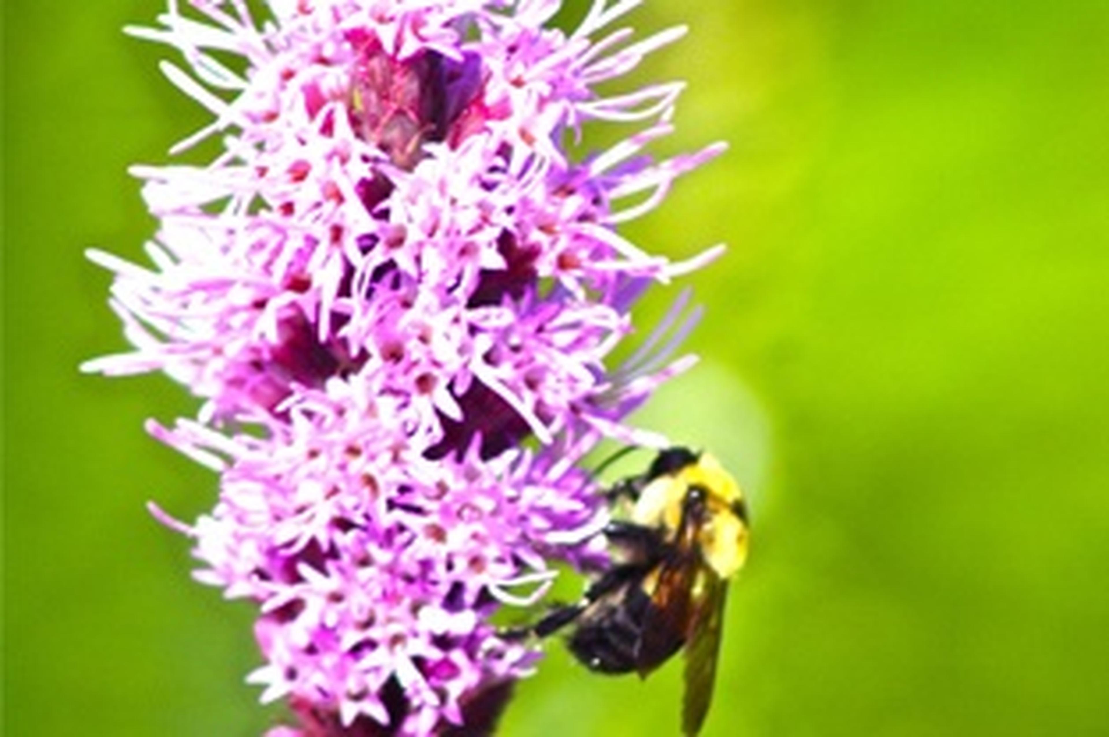 bee on purple flowers