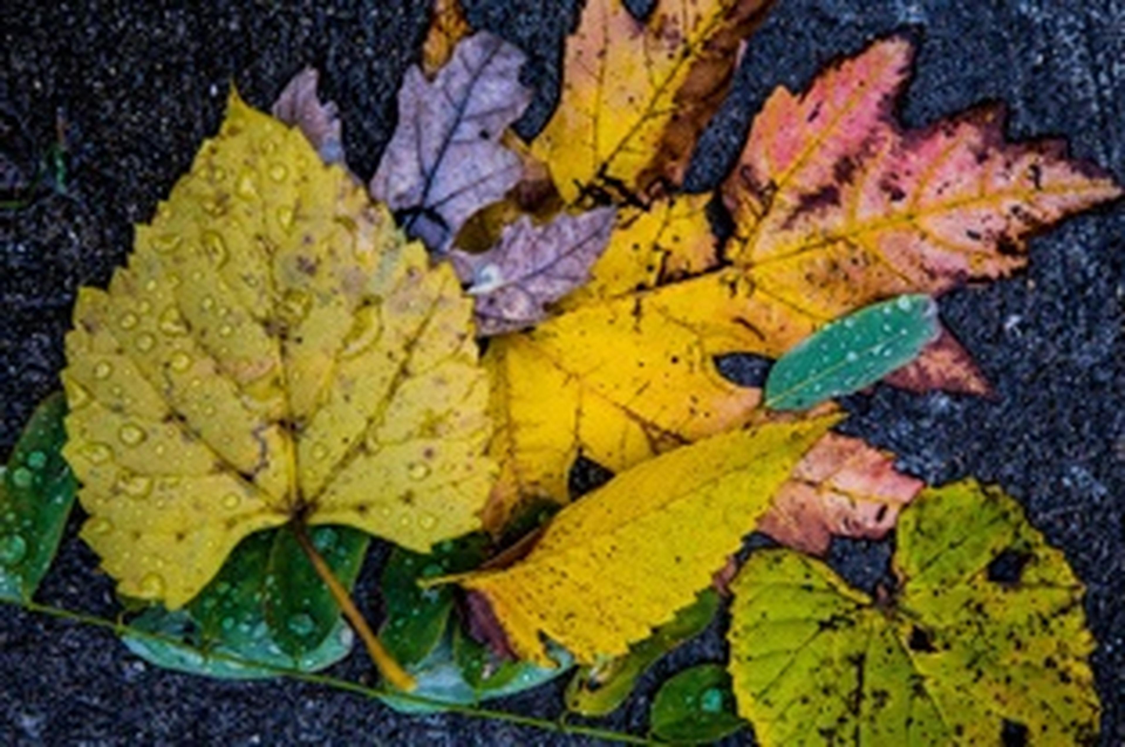 fall leaf collection