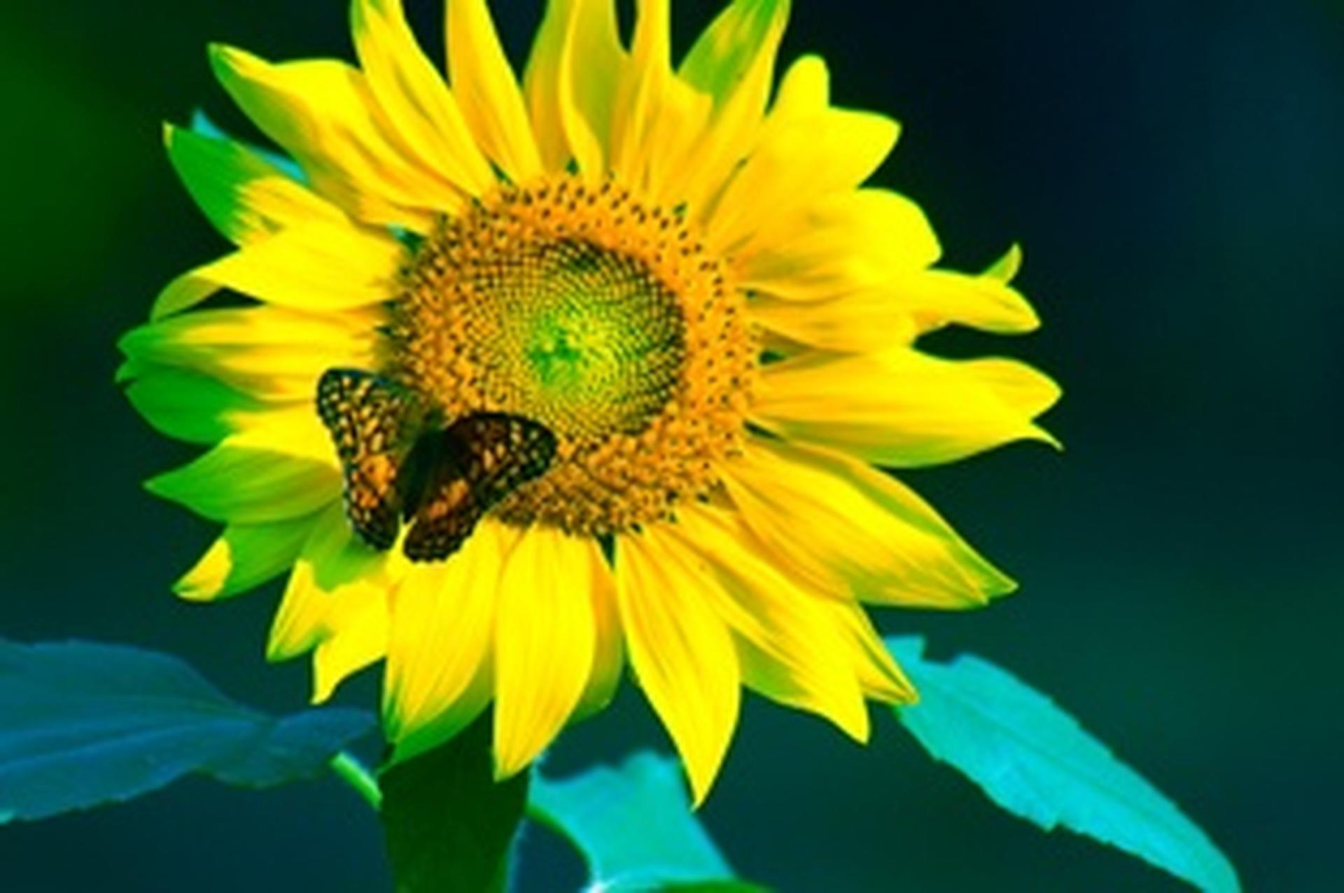 butterfly sitting on a sunflower