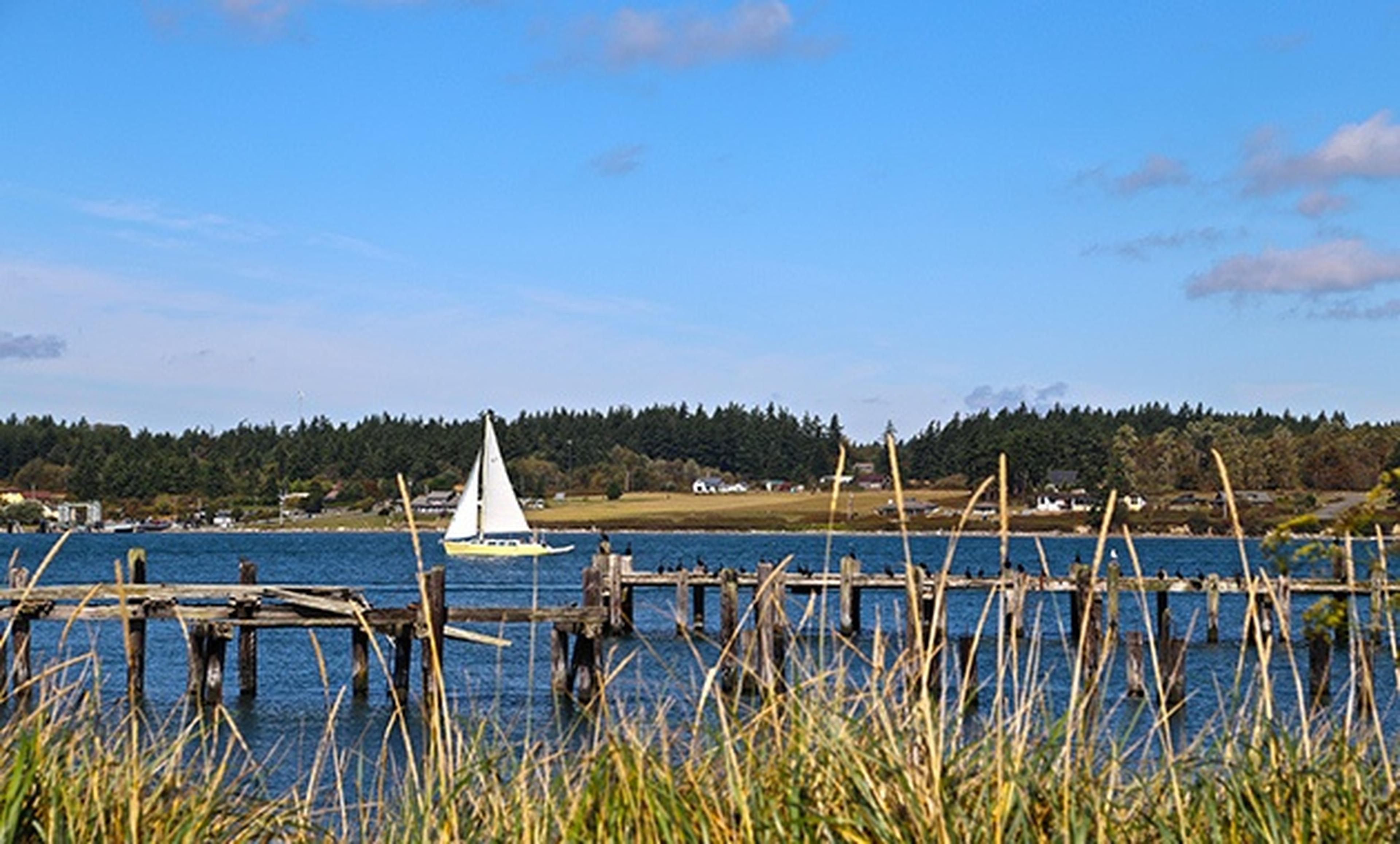 sailboat behind grasses on a lake