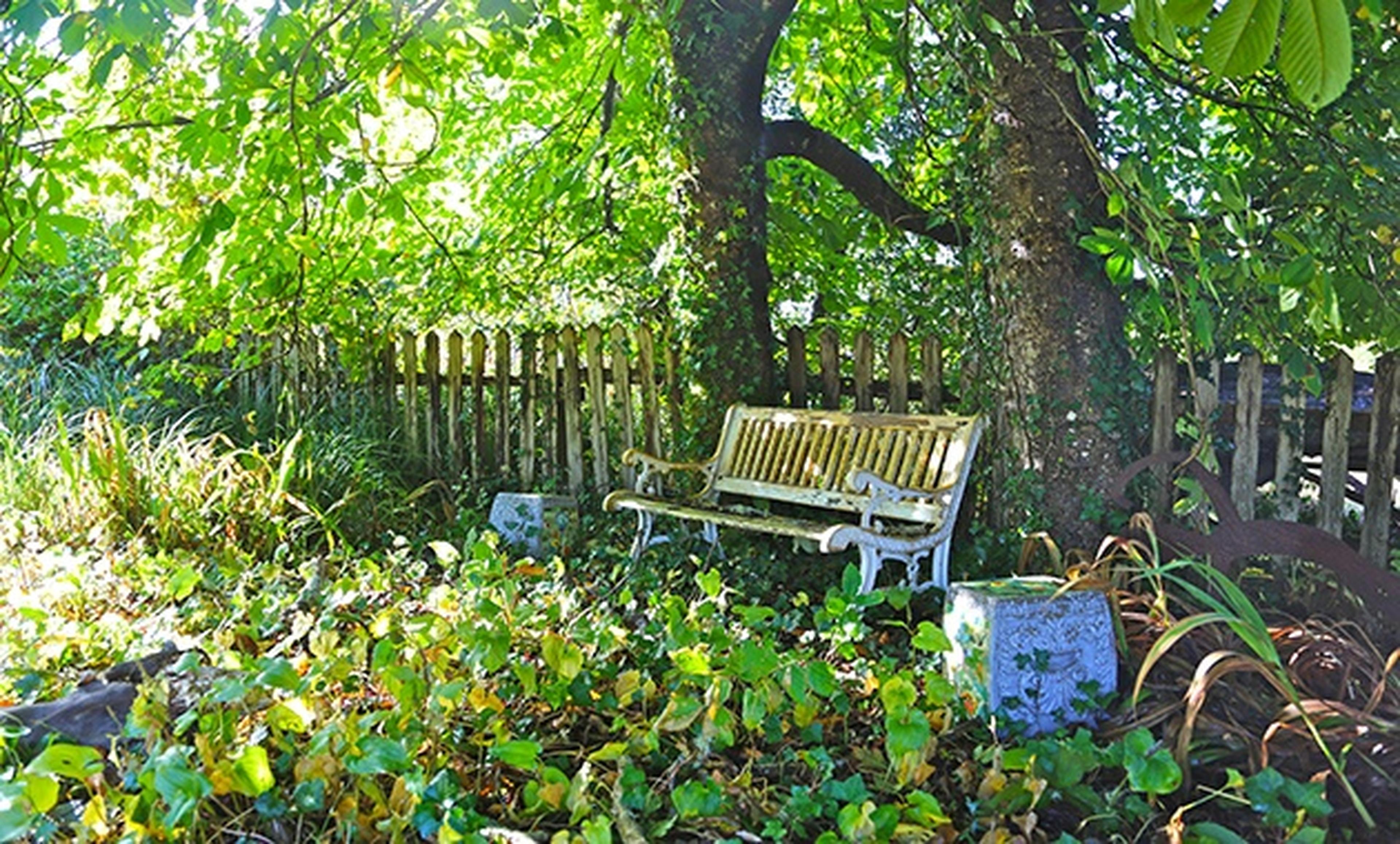 old bench in garden between two trees