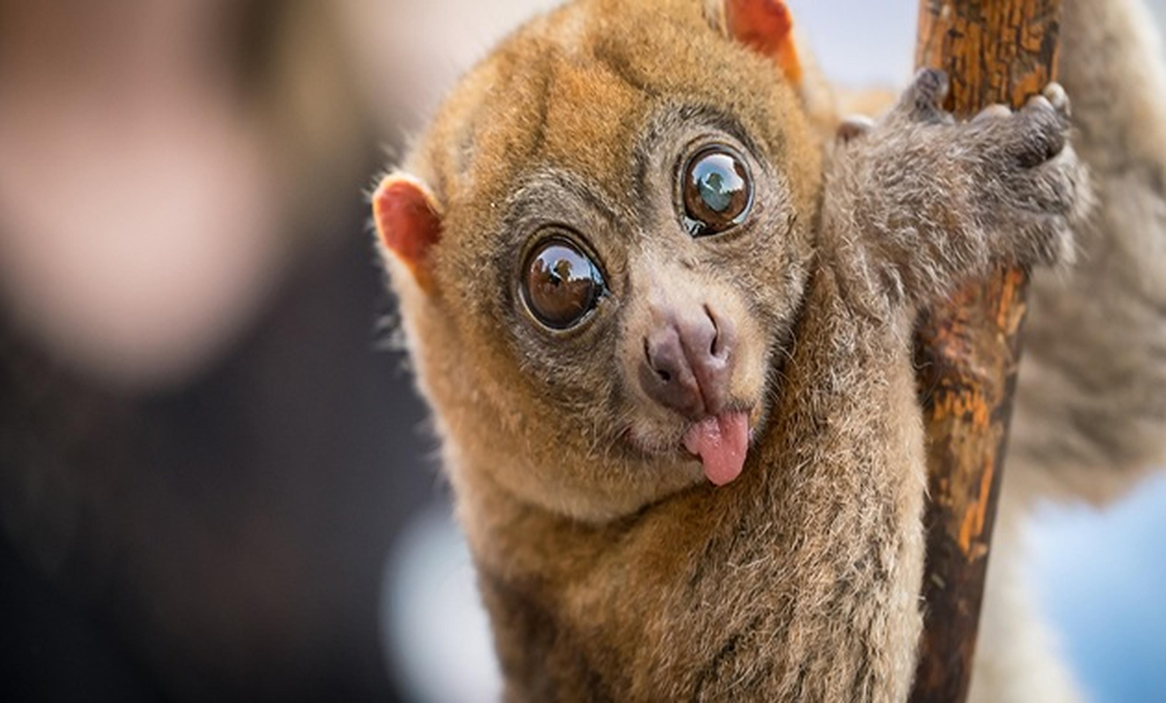 lemur with tongue out