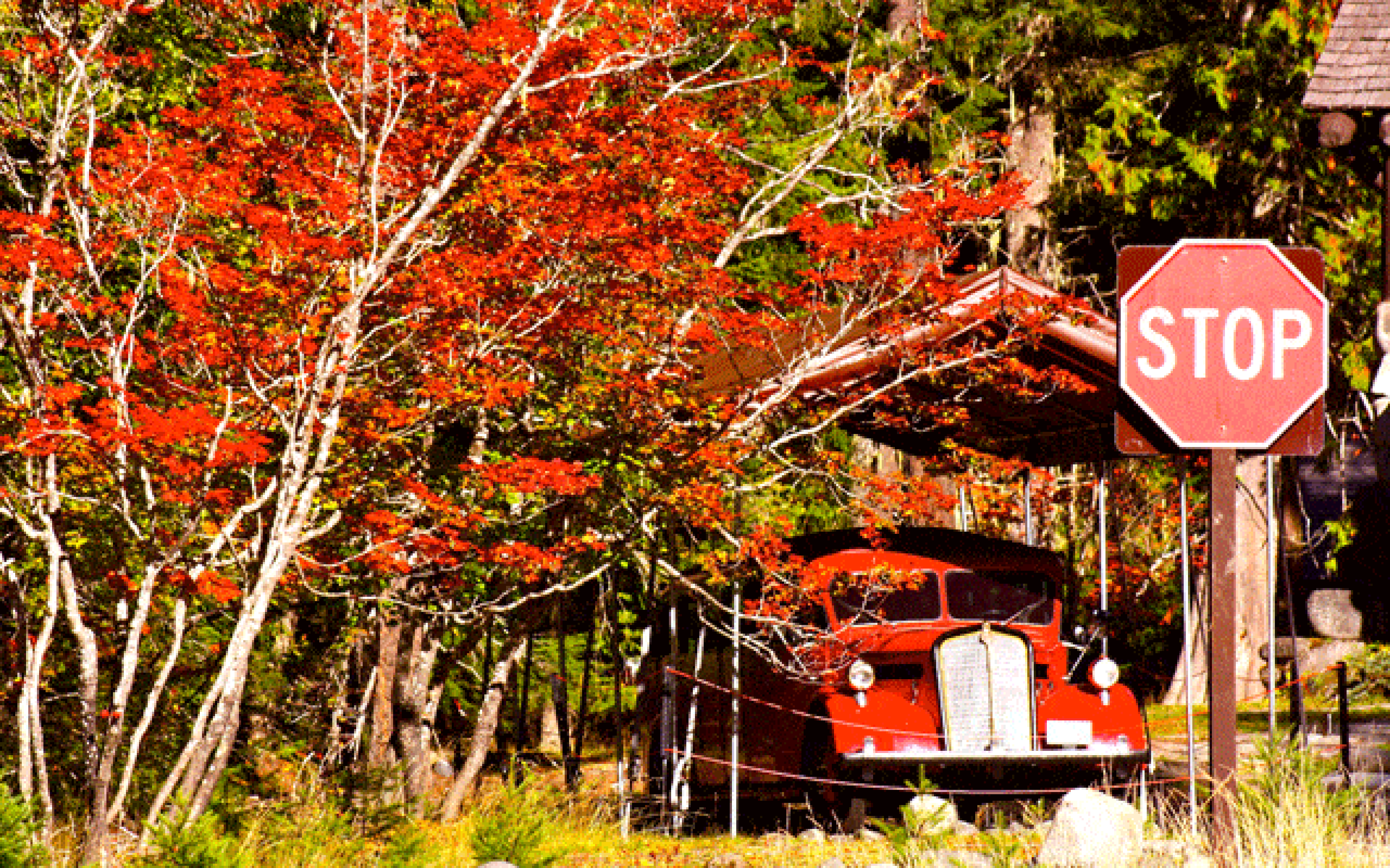 red tree with stop sign and red truck