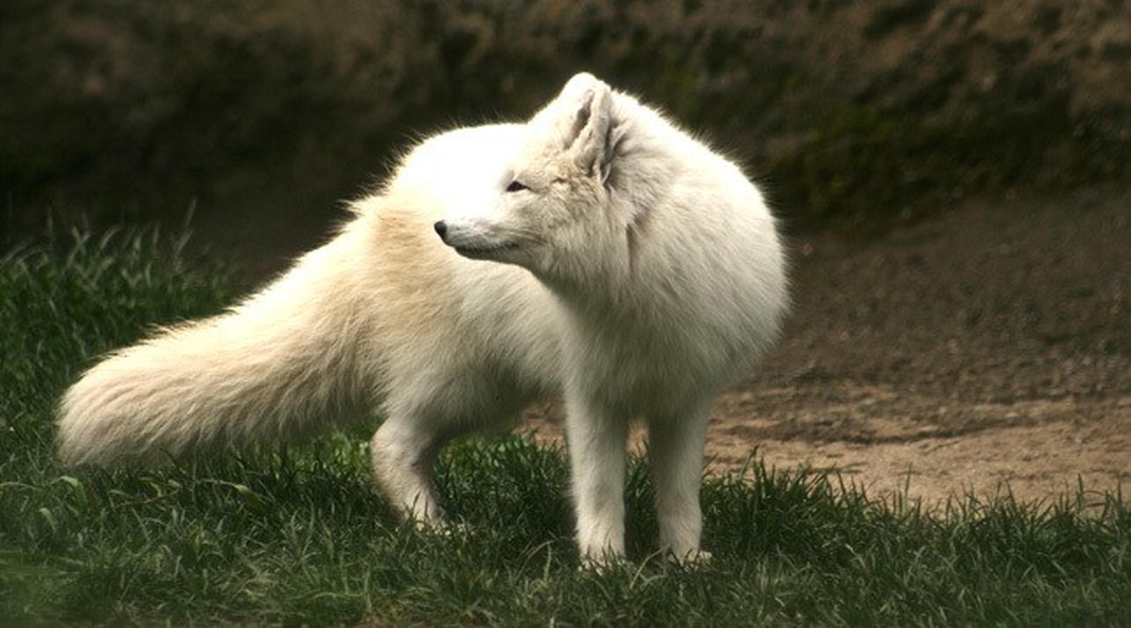 white wolf looking back