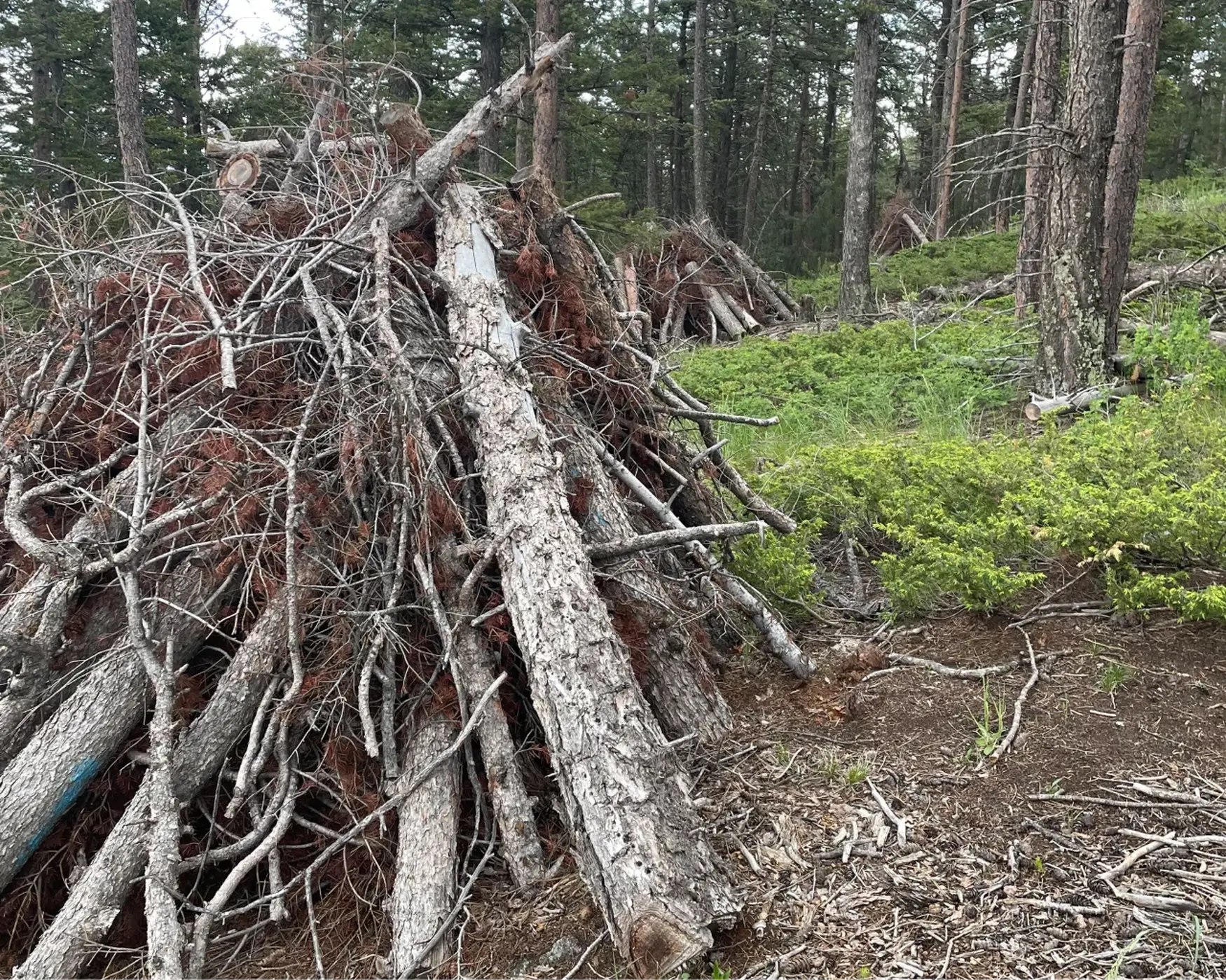 A pile of fallen branches and logs arranged in a forest clearing, surrounded by trees and green underbrush.