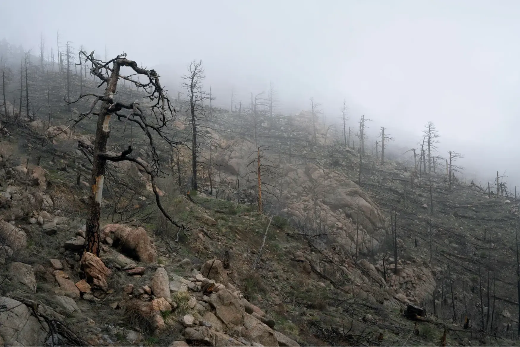 Foggy hillside with charred, leafless trees and scattered rocks, remnants of a forest fire. Sparse vegetation struggles to regrow.