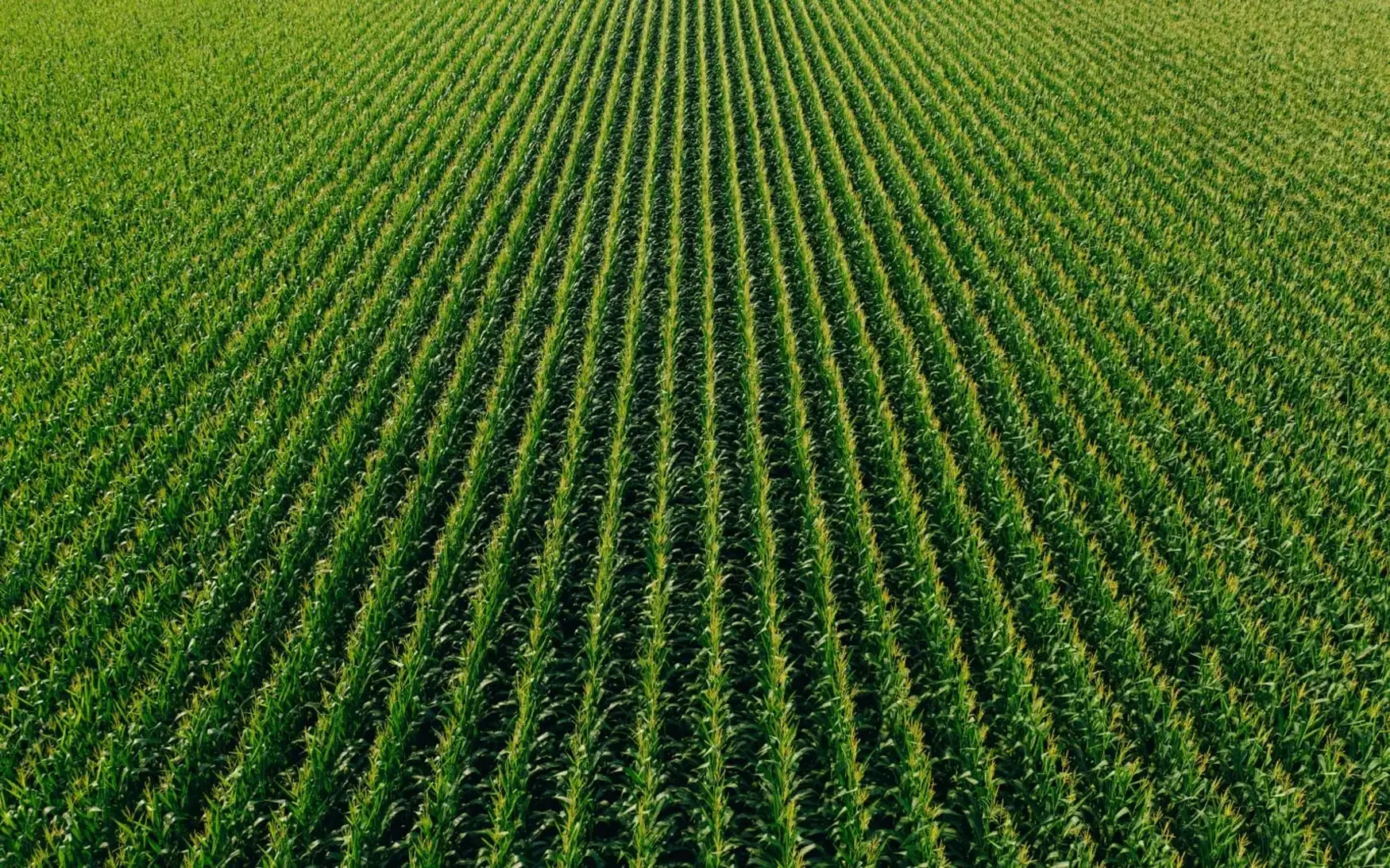 Aerial view of a lush, green cornfield with neatly aligned rows stretching into the distance under a clear sky.