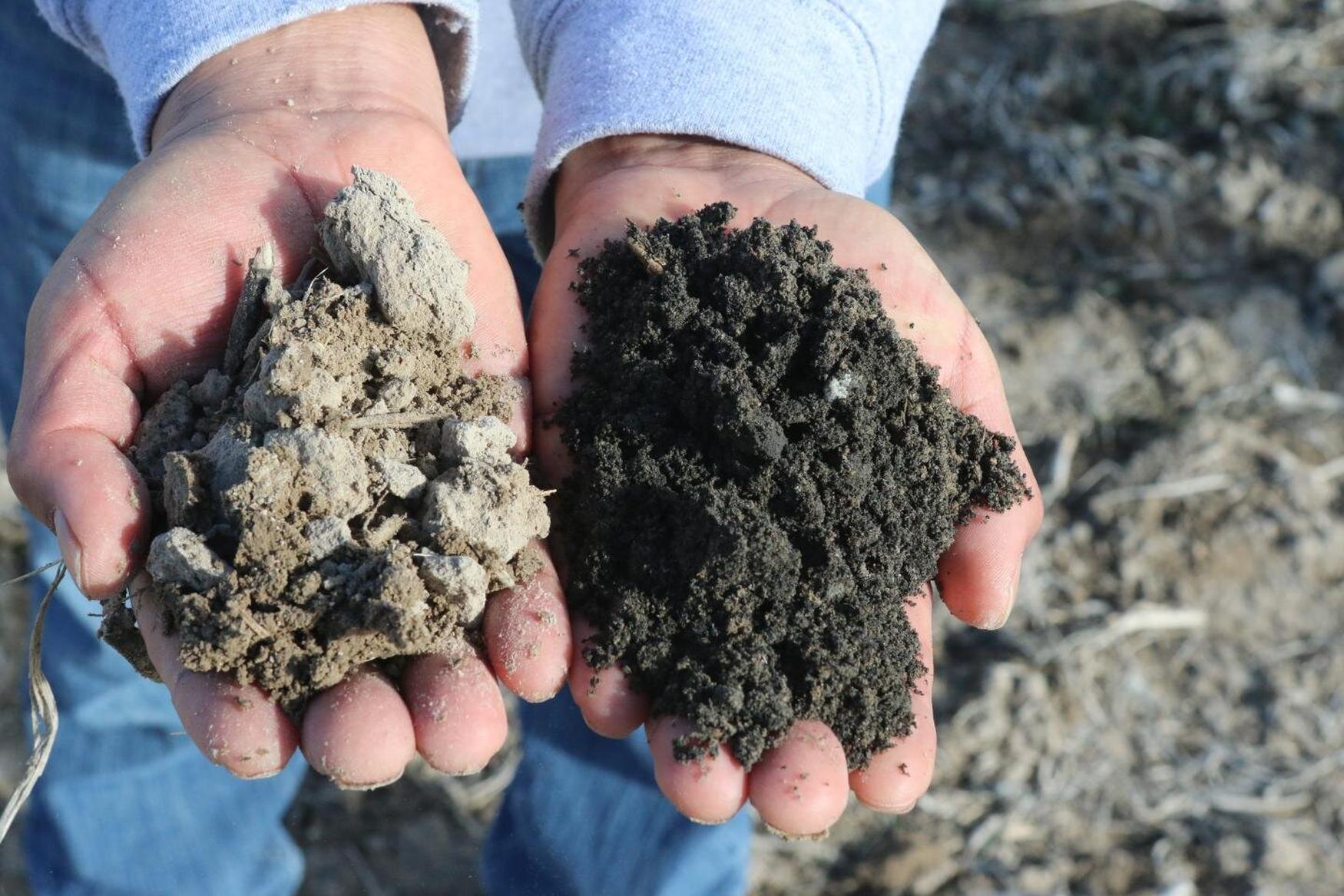 Hands holding two types of soil: one light and crumbly, the other dark and rich, highlighting soil texture differences.