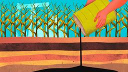Illustration of hands pouring dark liquid from a green can onto layered soil, with cornfield in the background under a bright blue sky.