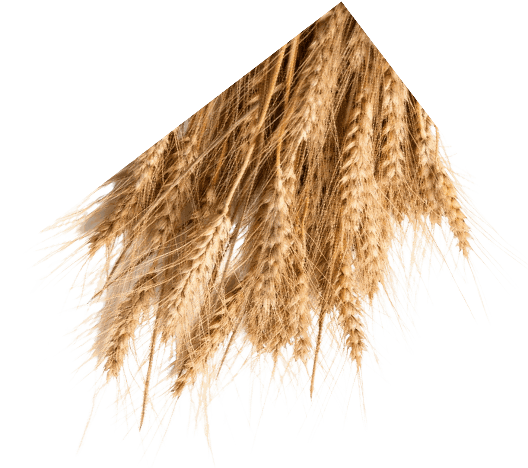 Close-up of golden wheat stalks on a white background, showcasing detailed grains and bristles.