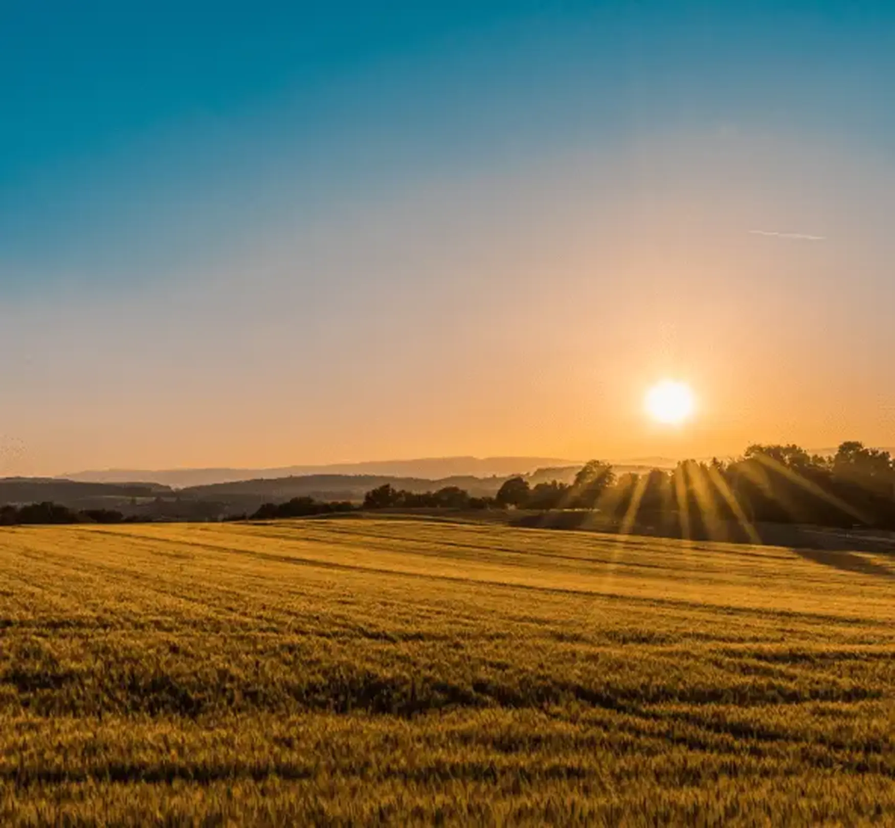 Sunset over a golden field with clear skies, casting long shadows and illuminating distant hills and trees.