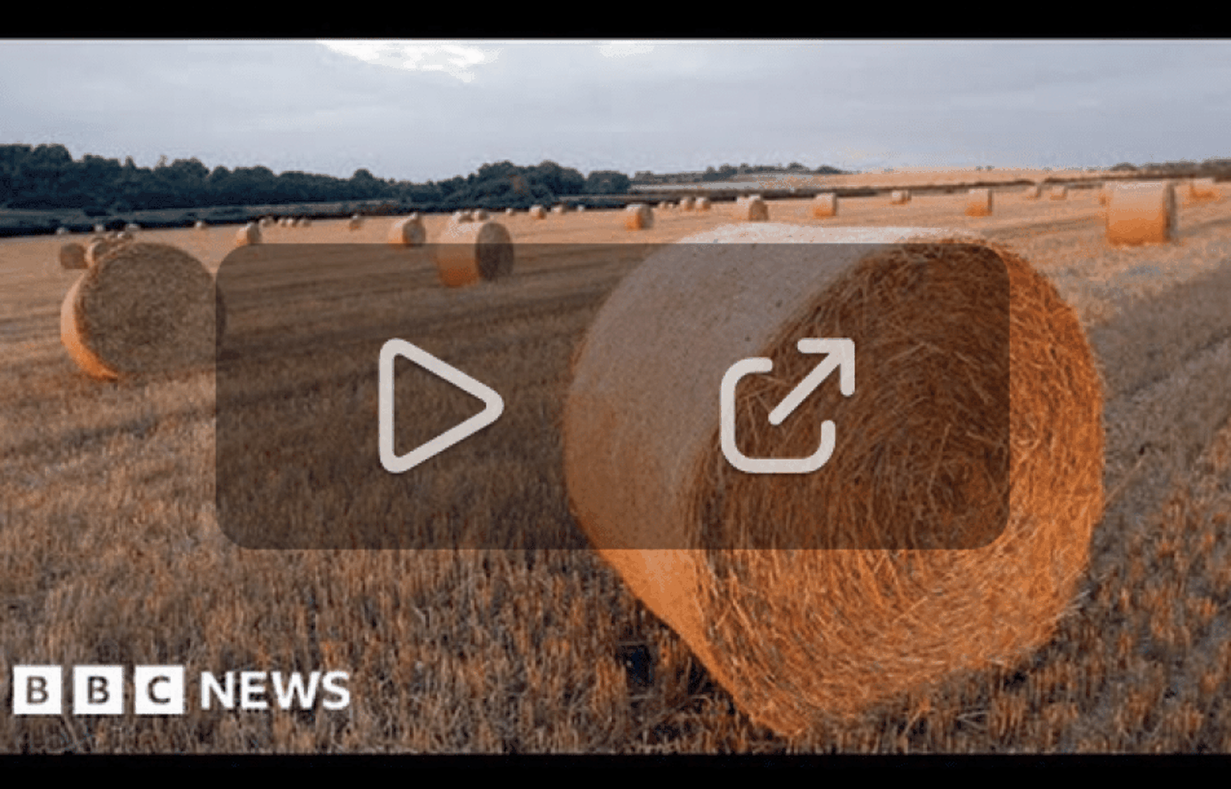 A field at sunset with large, round hay bales scattered across. BBC News logo in the corner, play and share icons overlaying the image.