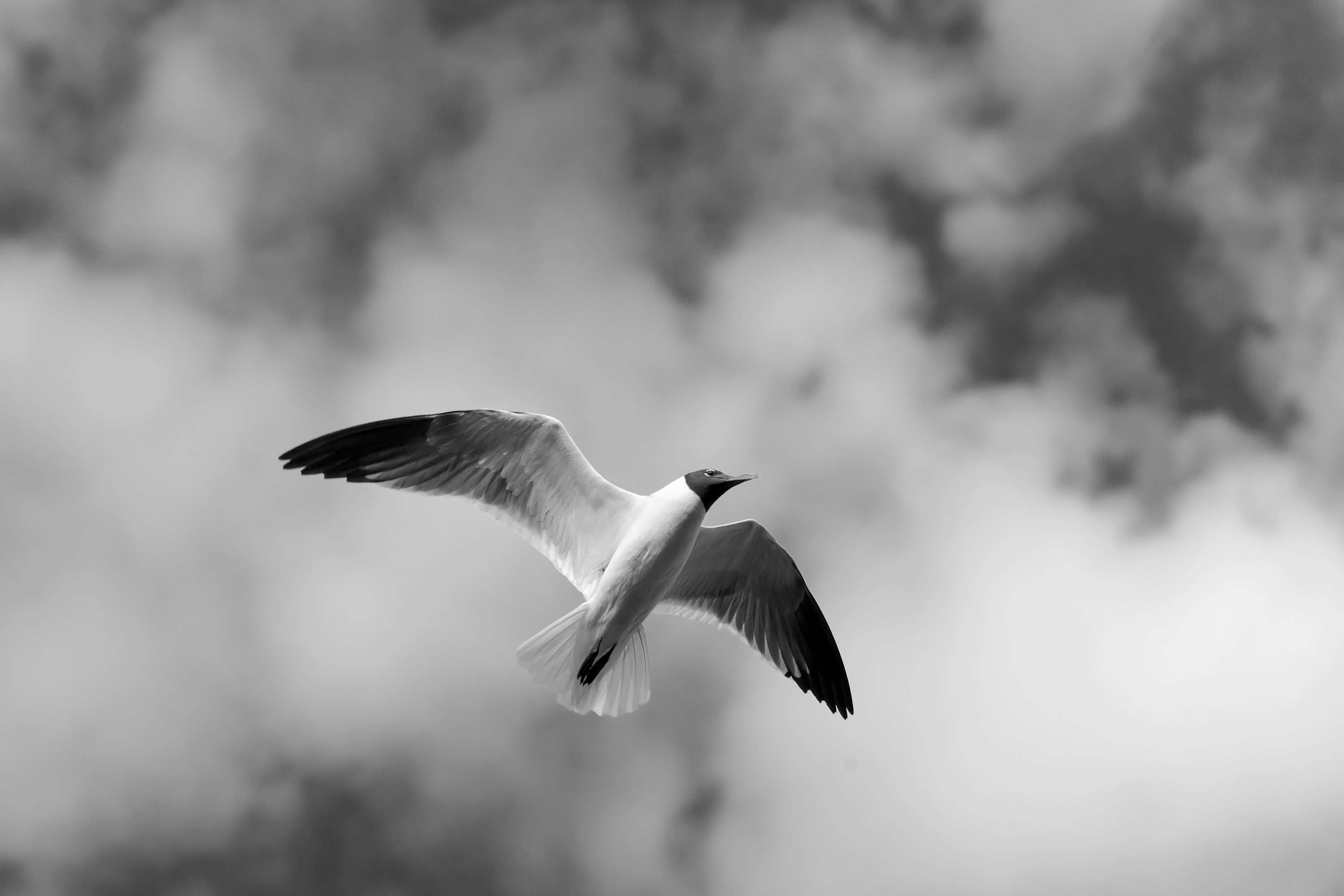FUJIFILM Shop USA | Which Telephoto Lenses are Best for Wildlife