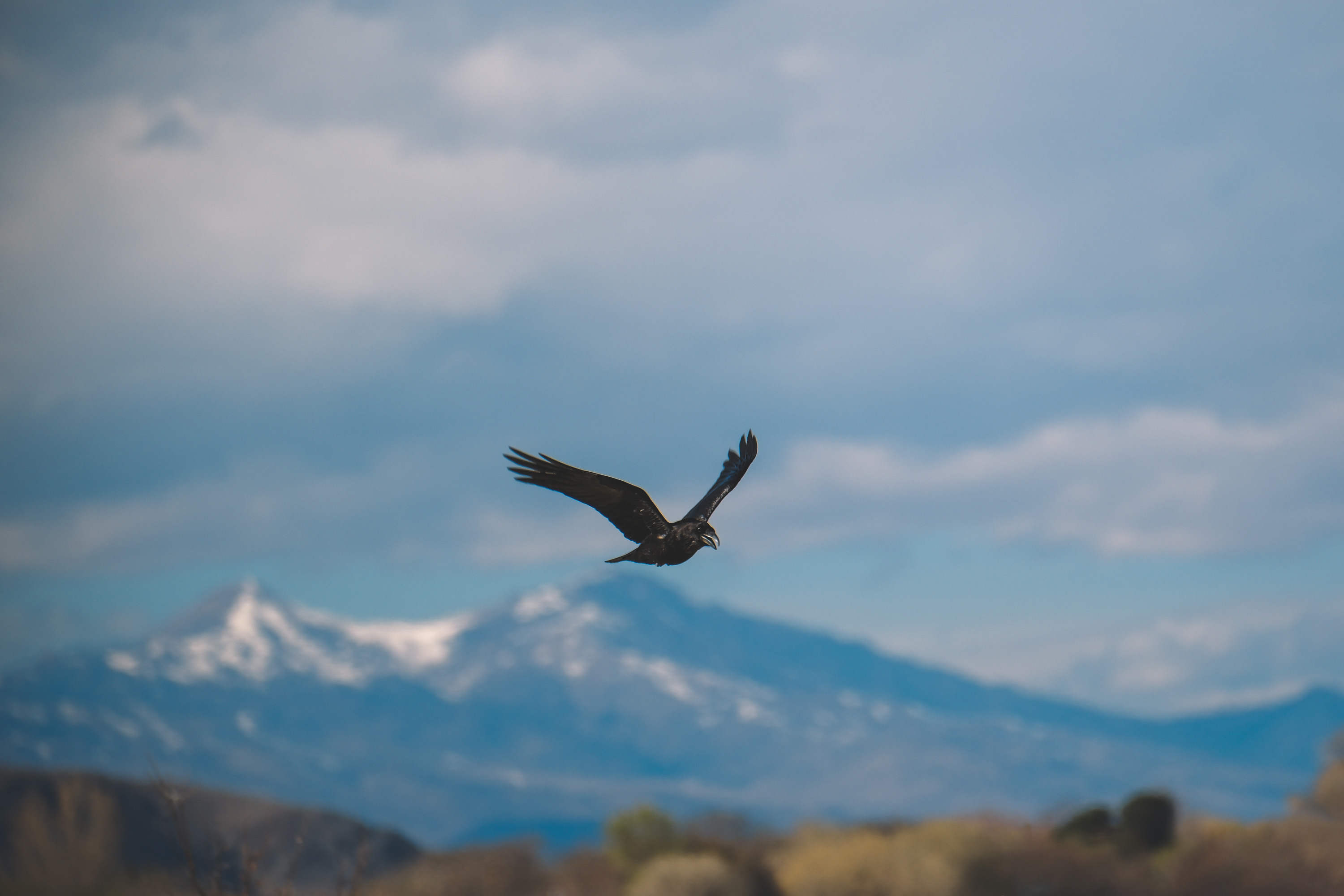 FUJIFILM Shop USA | Which Telephoto Lenses are Best for Wildlife