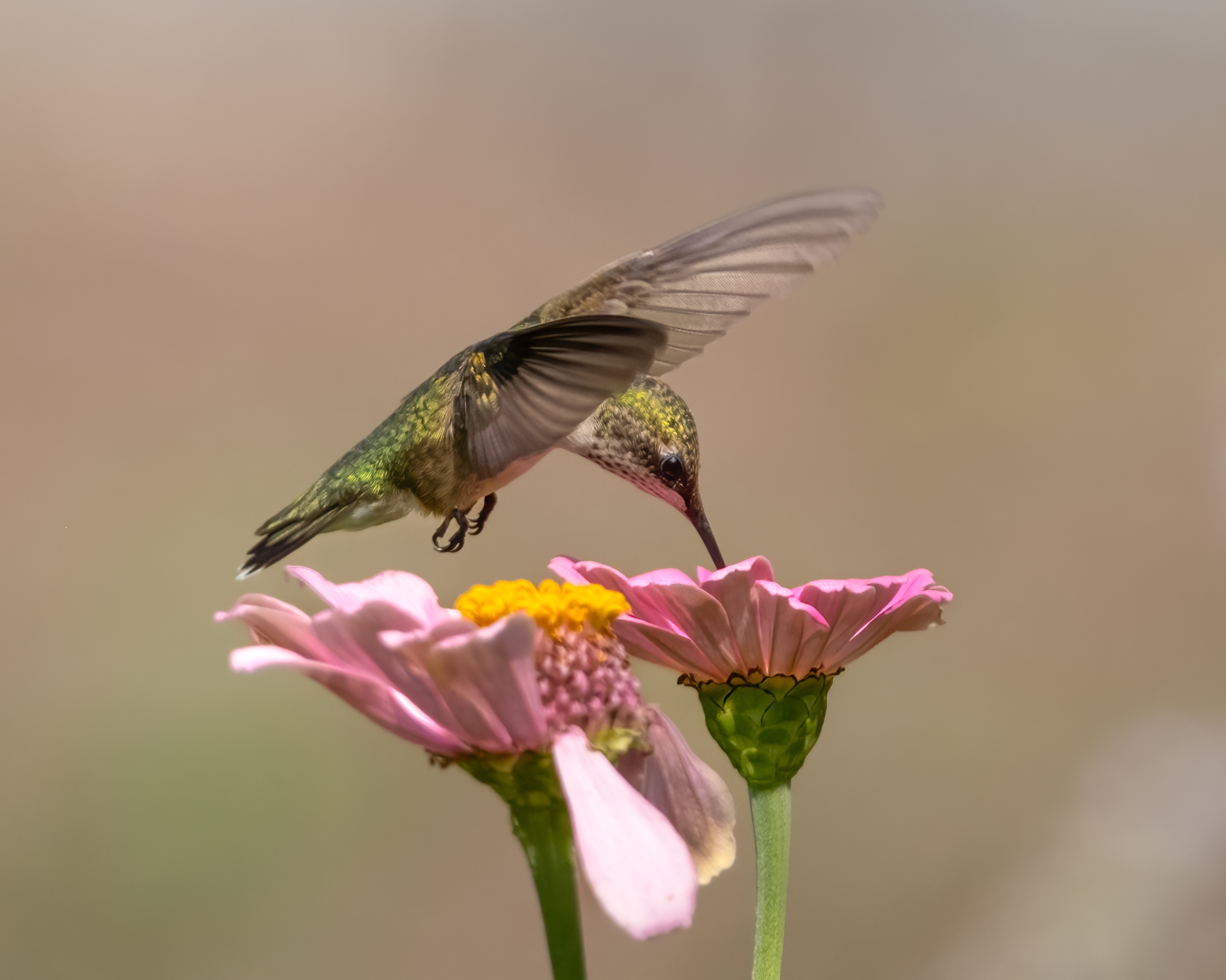 FUJIFILM Shop USA | Which Telephoto Lenses are Best for Wildlife