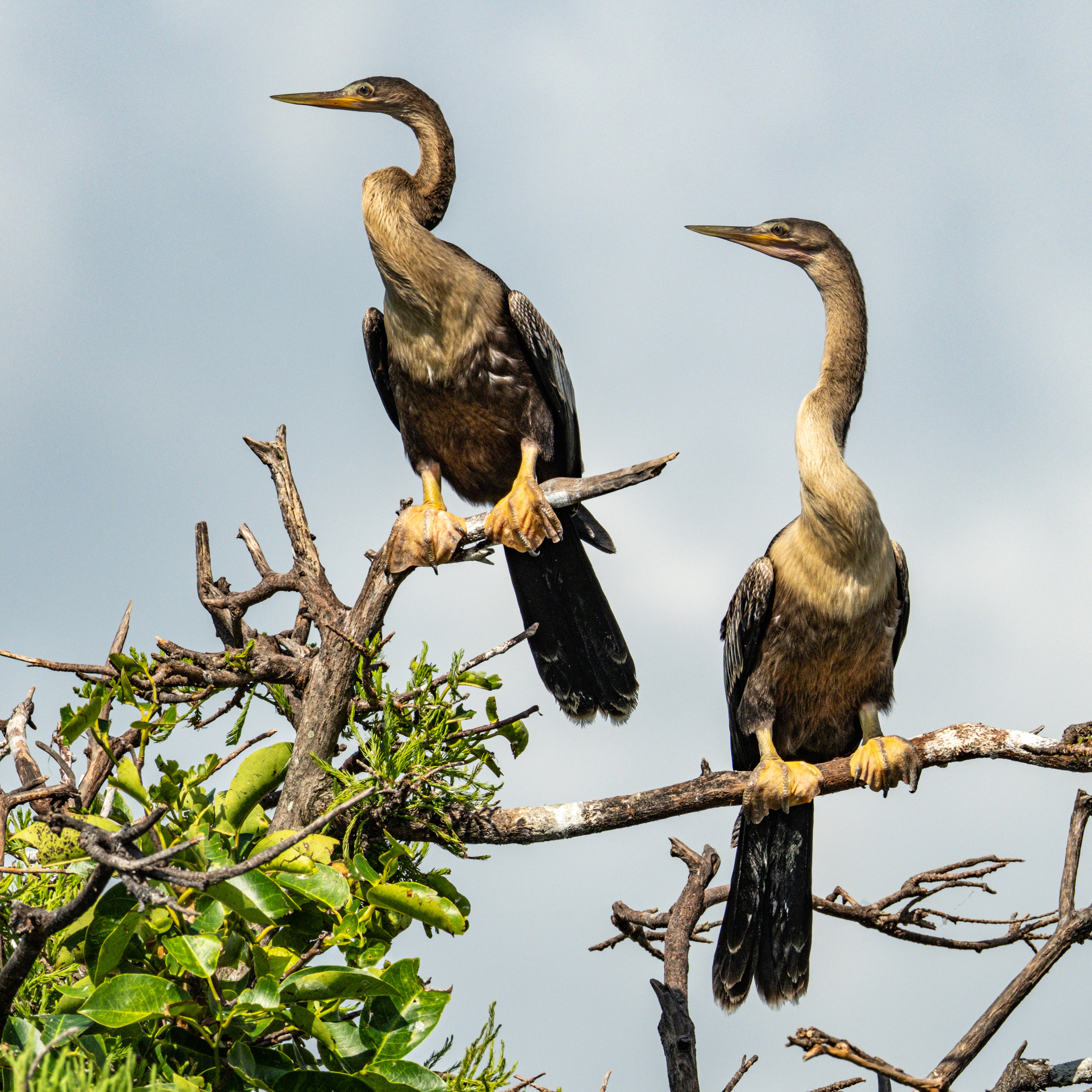 FUJIFILM Shop USA | Which Telephoto Lenses are Best for Wildlife
