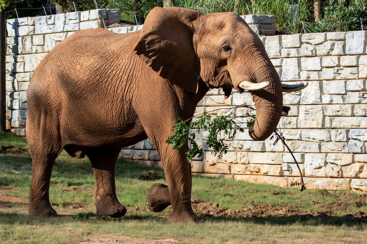 An elephant walks around a large, green enclosure holding a tree in its trunk.