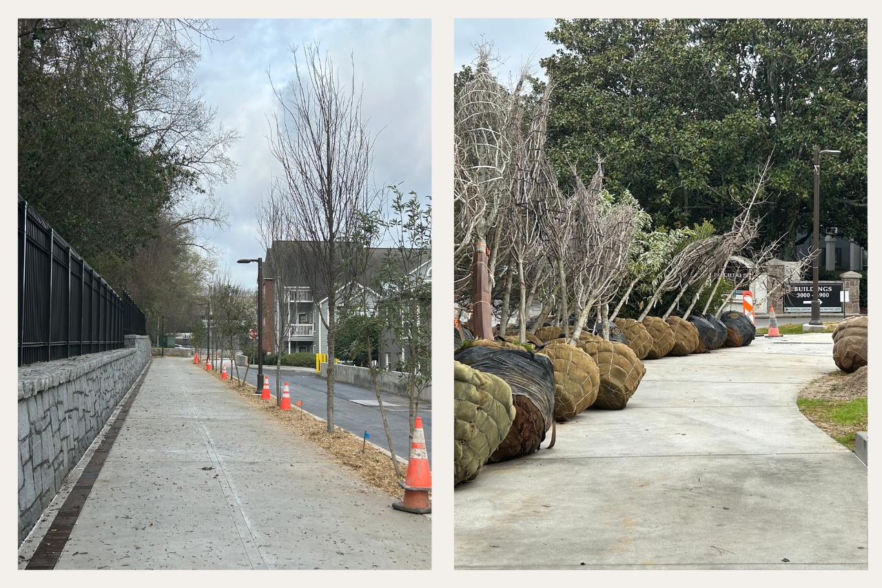 Tree planting in place along Peachtree Park Apartments section of the trail. (Photo Credit: ABI Staff)