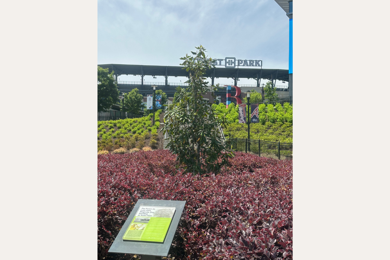 Maggie was planted on the corner of Circle 75 Parkway and Windy Ridge Parkway on Earth Day in 2021. (Photo Credit: Atlanta Braves Staff)
