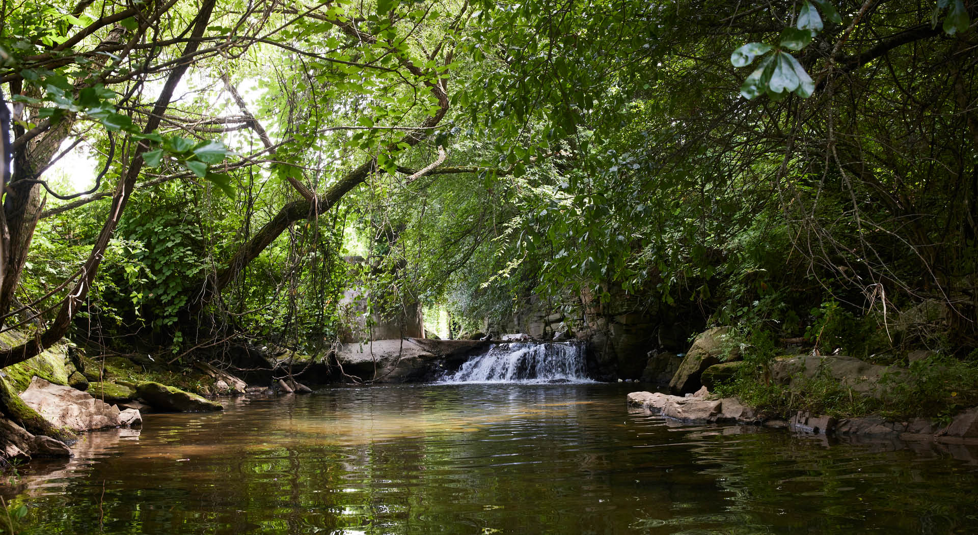 A creek with a small waterfall surrounded by trees.