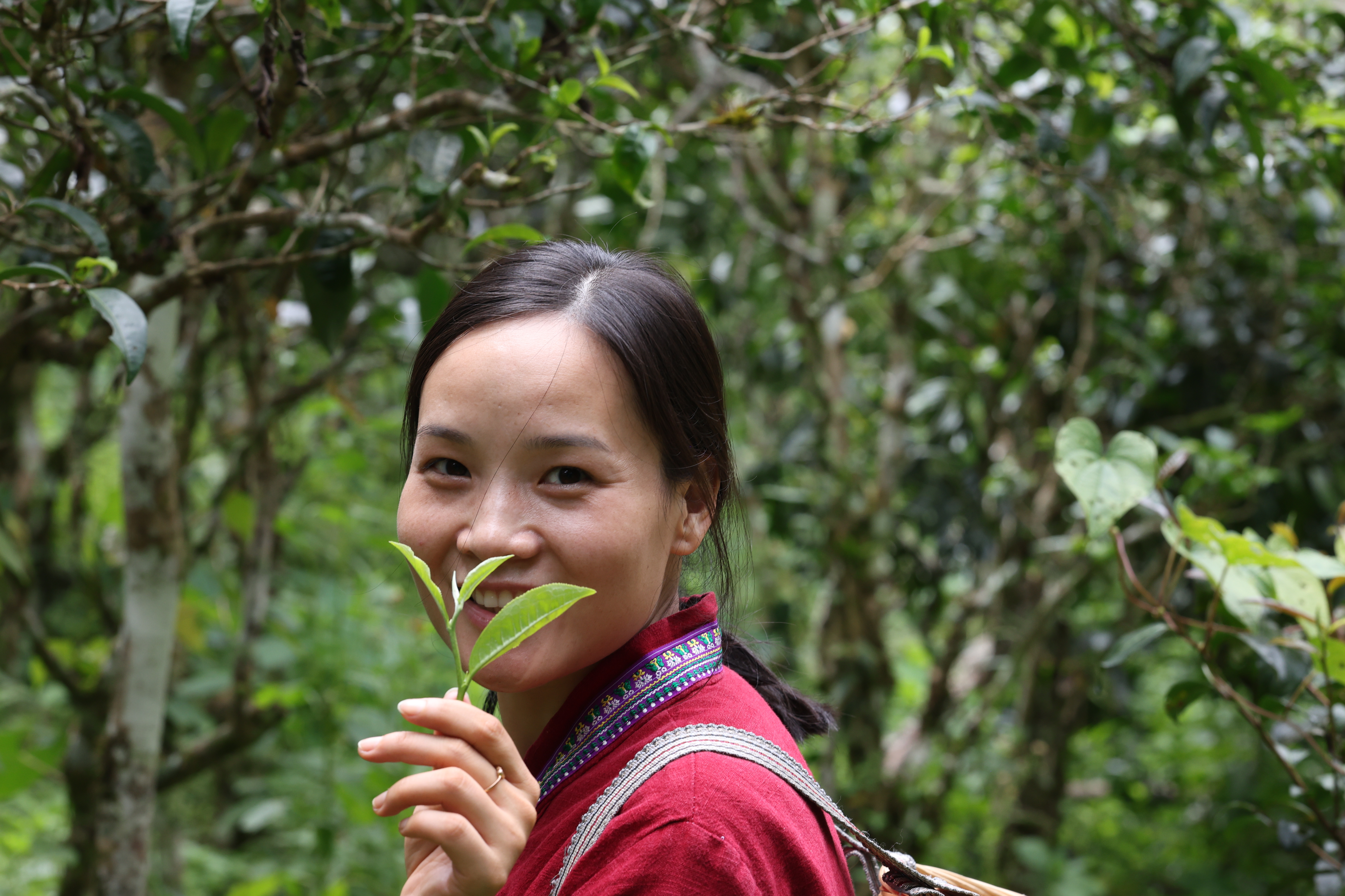 Woman smiling, holding tea leaves in a lush, green forest setting, wearing a red garment with decorative trim.
