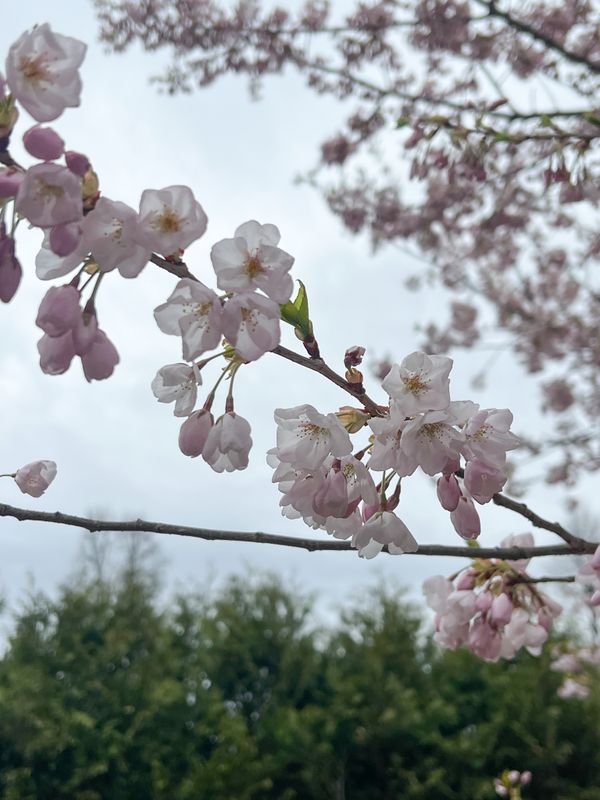Branch with delicate pink cherry blossoms against a cloudy sky, with green foliage in the background.