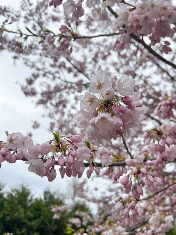 Close-up of cherry blossoms on a tree branch, with delicate pink and white petals against a cloudy sky background.