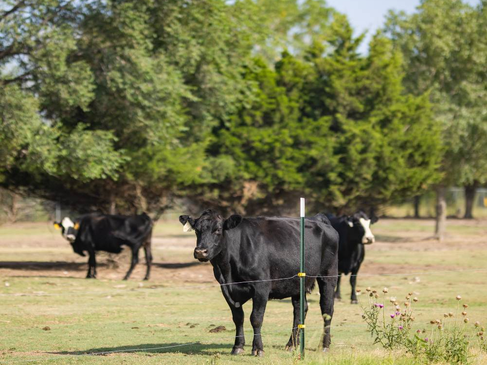 On The Air issue #4: Carbon removal in the American Great Plains