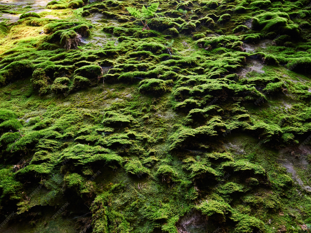 The like-for-like principle in carbon offsets