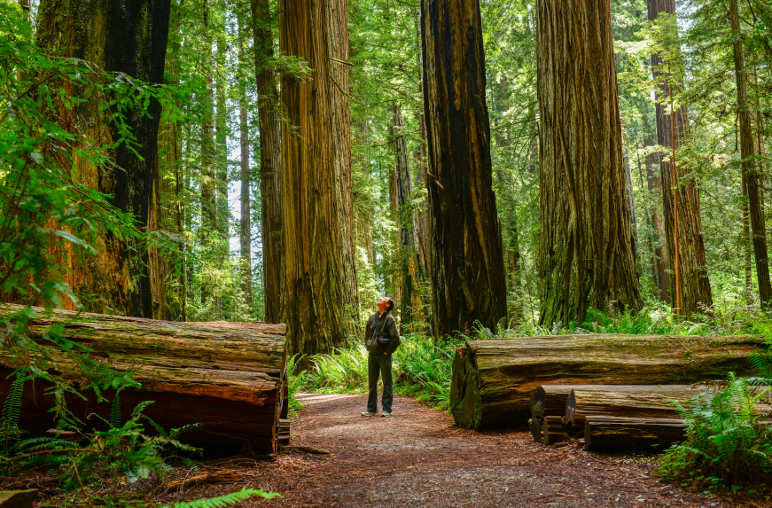 picture of the Redwood Forest in California