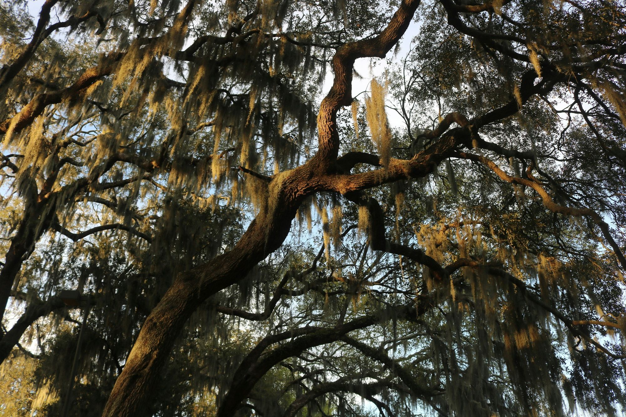 Municipal Grand Hotel, Savannah, GA. Forsyth Park Spanish Moss
