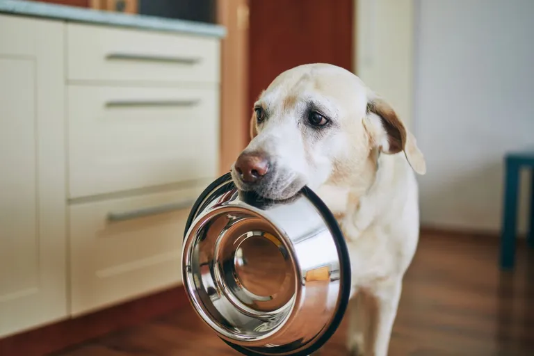 A dog holding a food bowl in his mouth.