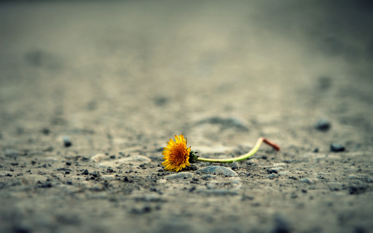 What Is The Role of Forgiveness in Trauma Recovery?