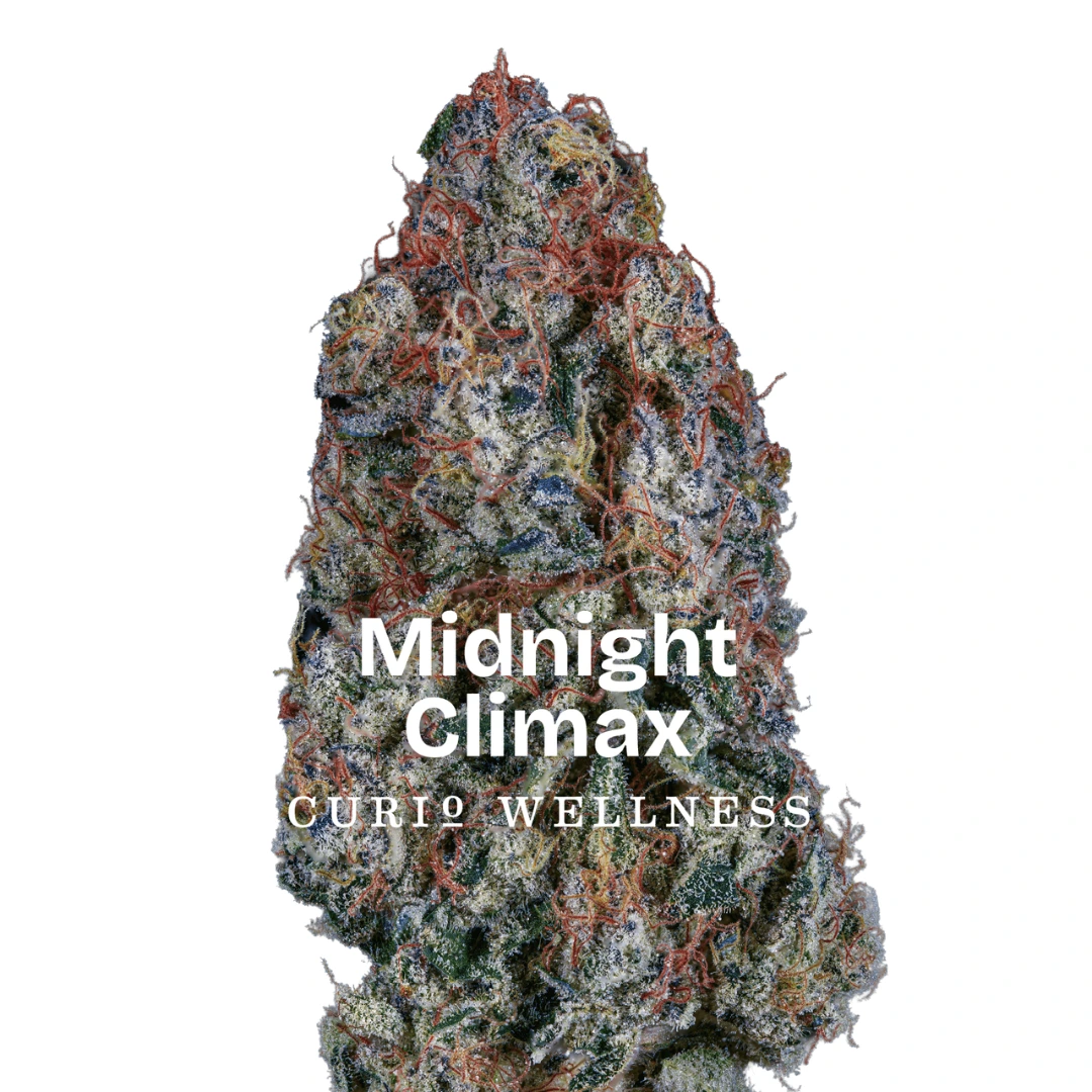 curio midnight climax flower strain