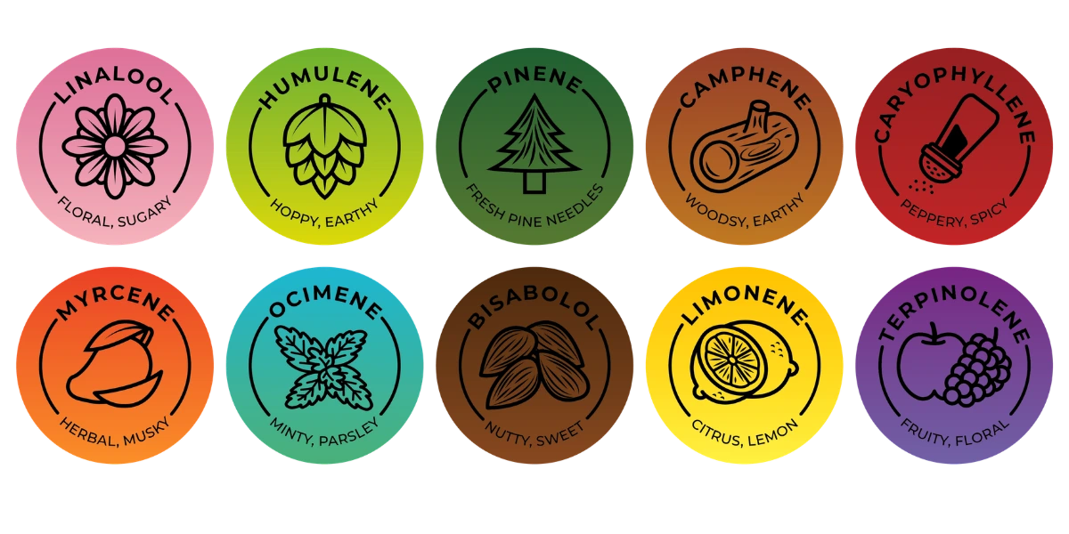 infographic of cannabis terpenes listing linalool, myrcene, limonene, pinene and more.