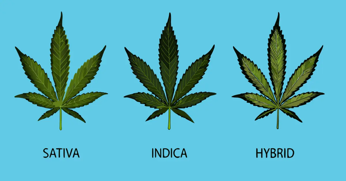 Cannabis sativa, indica, and hybrid plants compared side by side.
