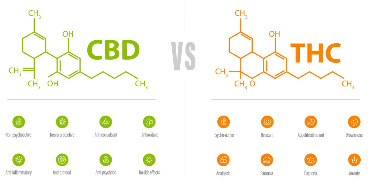 THC and CBD molecular structures compared side by side with key differences listed.