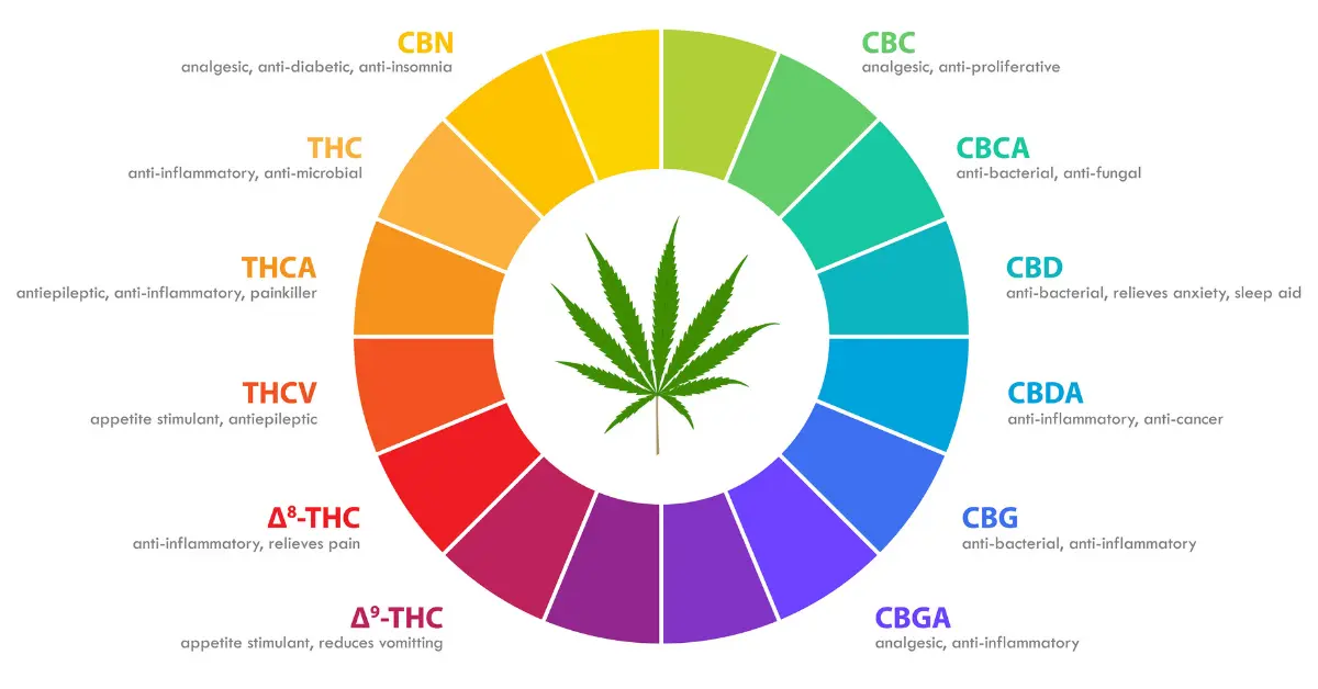 Chart comparing major and minor cannabinoids found in cannabis.