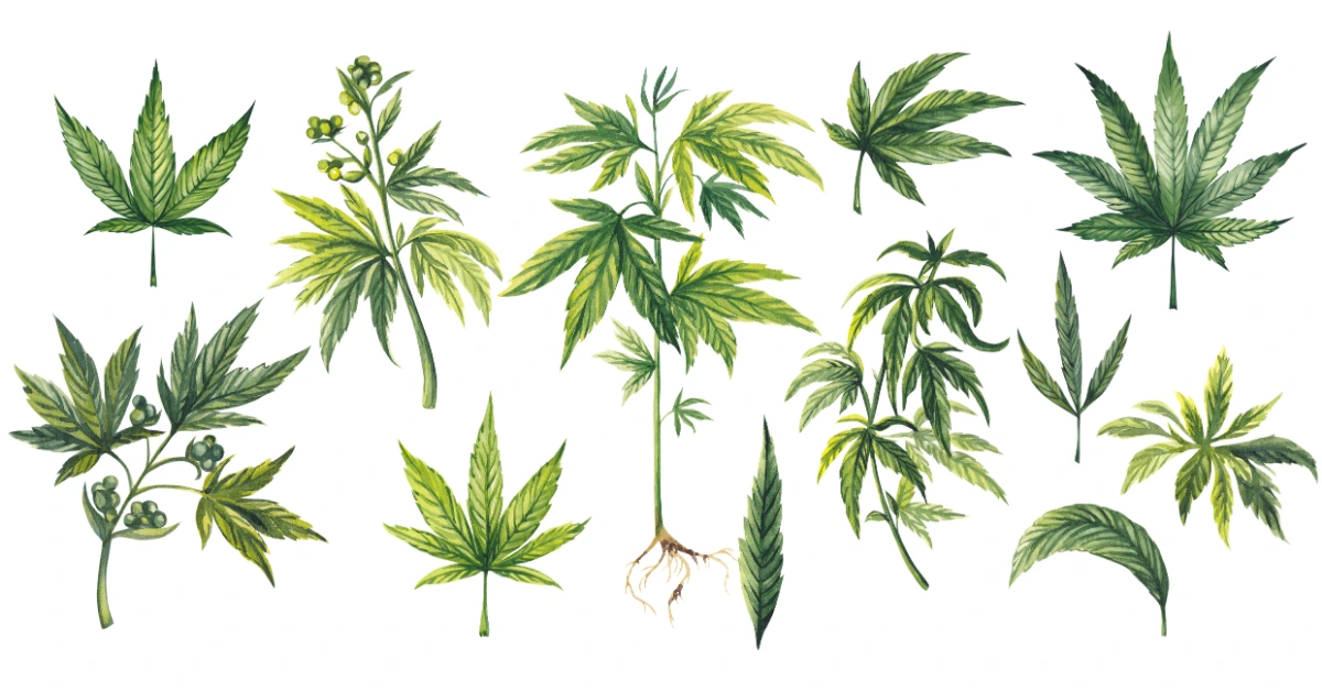 Illustration of cannabis plants at different stages representing growth from ancient cultivation to modern dispensaries.