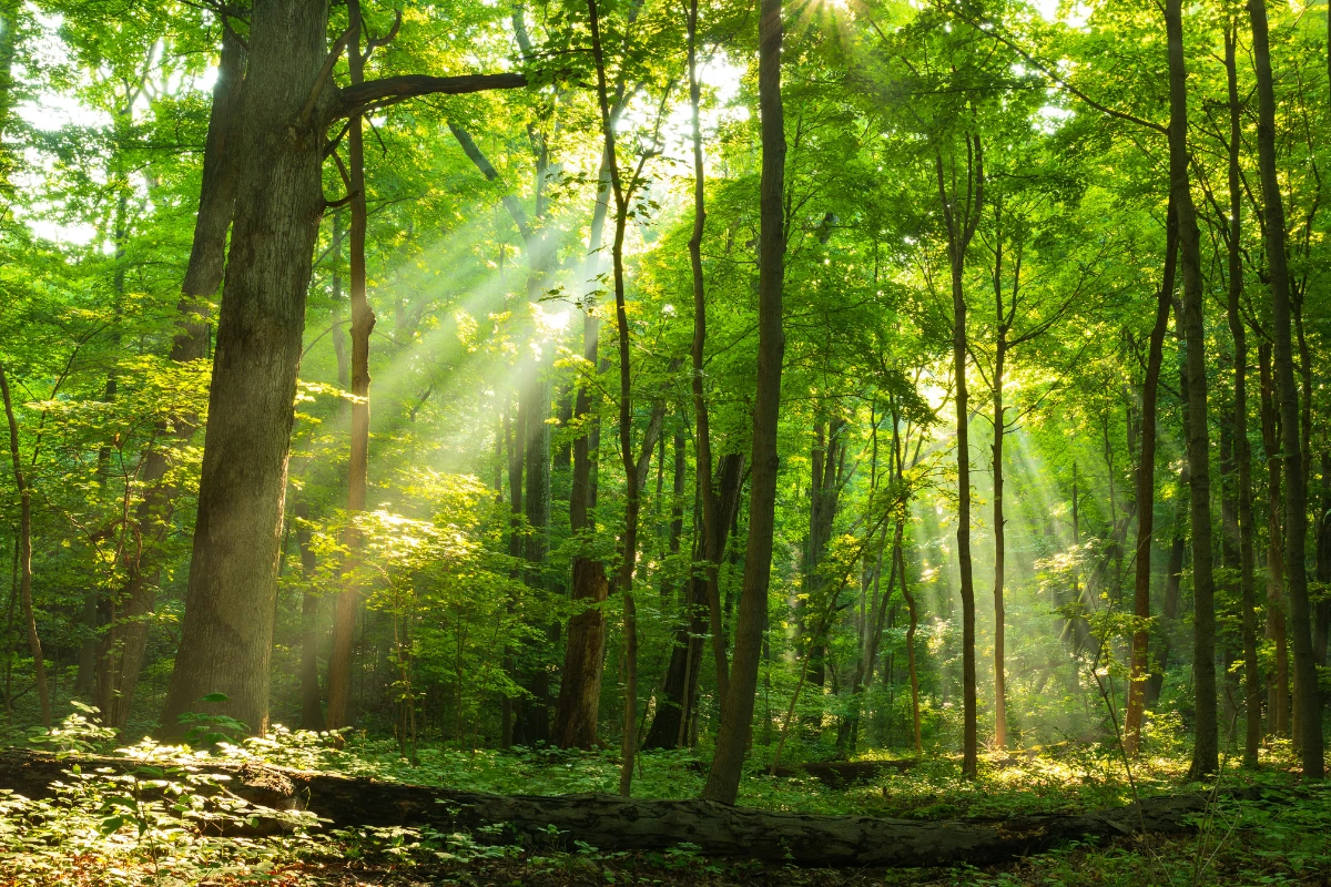 Sunlight streams through the lush green forest canopy, illuminating the woodland floor with bright, dappled light.