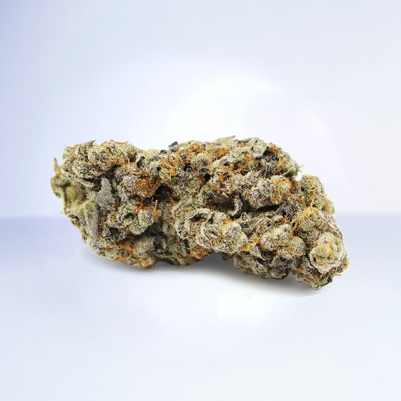 gelatti strain
