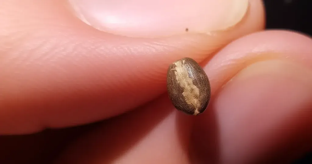A scarified cannabis seed, with its outer shell intentionally scratched to promote easier sprouting. A cannabis seed showing visible signs of scarification, a process that helps break down the outer shell for improved germination.