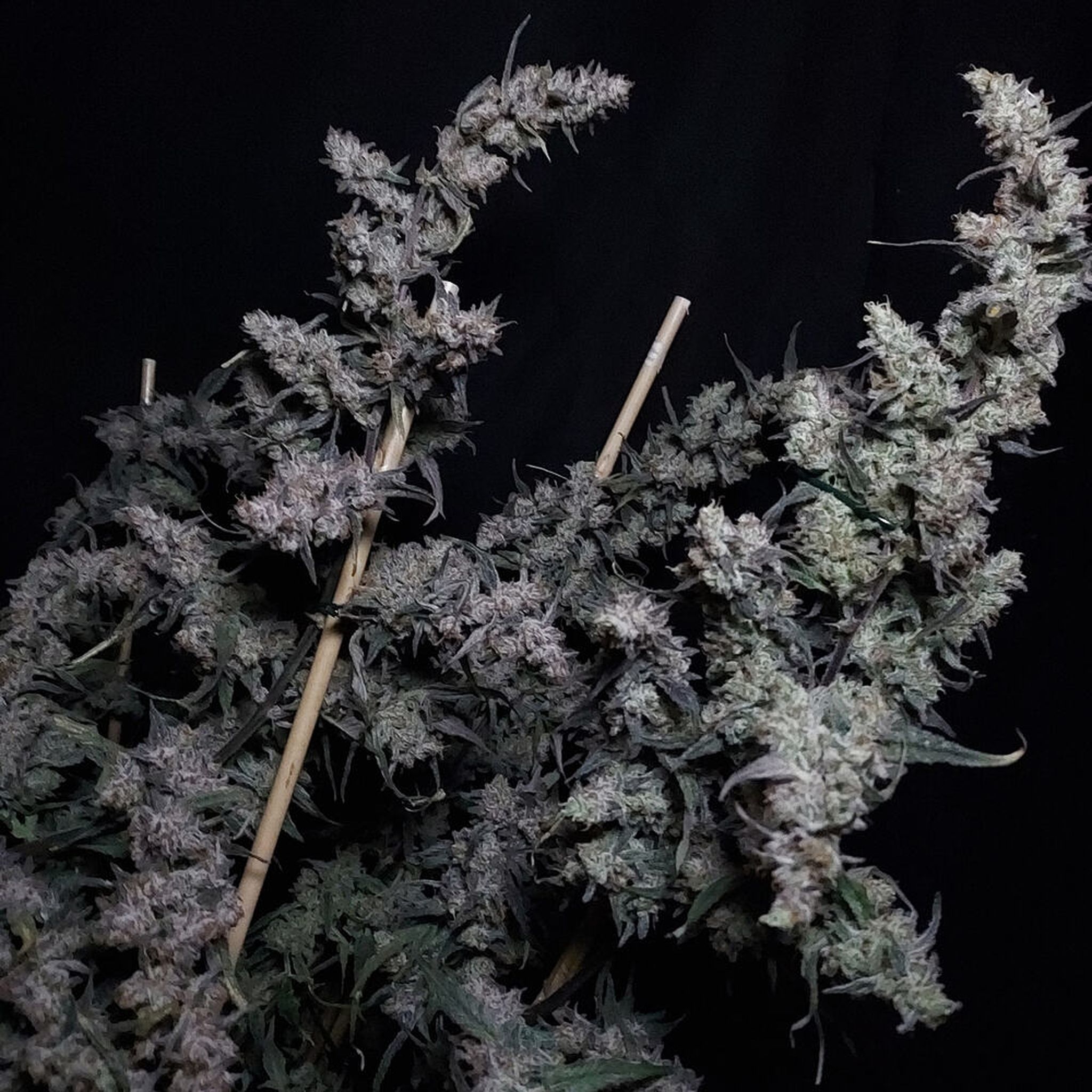 Aeromatics Critical Mass CBD Auto