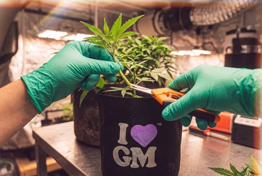 A grower prepares to cut a cannabis stem, showing how autoflower plants are cloned.