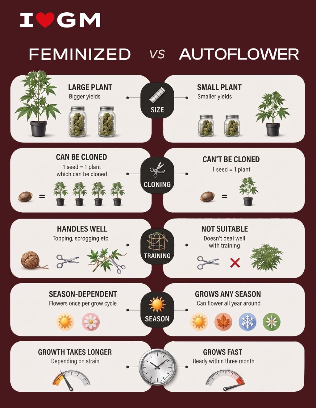 Simple chart comparing feminized and autoflower seeds.