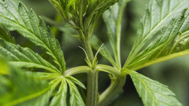 An image of a female cannabis plant