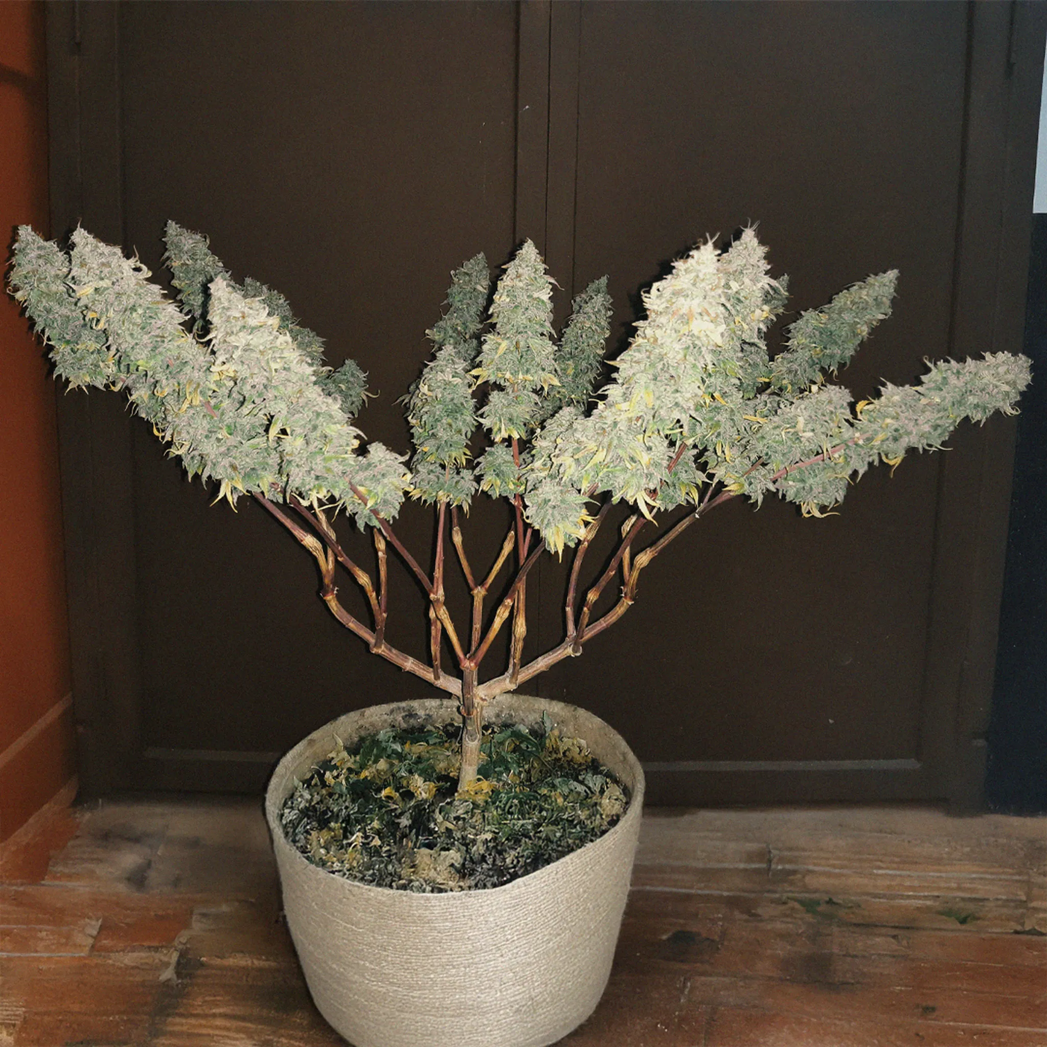 A potted cannabis plant with multiple branches full of dense, frosty buds, set against a dark background.